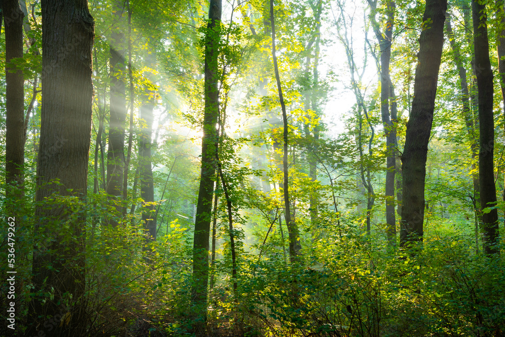 Naklejka premium Die Sonne scheint durch Bäume und Nebel im Wald