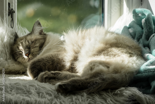 Birman cat sleeping in the sunshine on the ledge of an old window photo