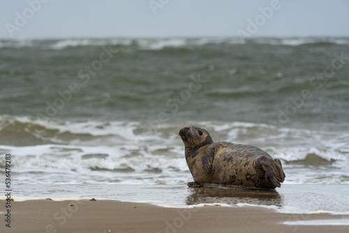 A single seal relaxes on the beach before a background of heavy surf and dark weather photo