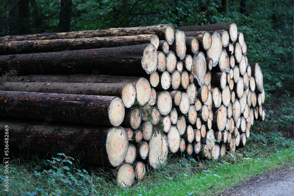 Woodpile of firewood in the forest as an alternative natural heatingfuel in the energy crisis.
