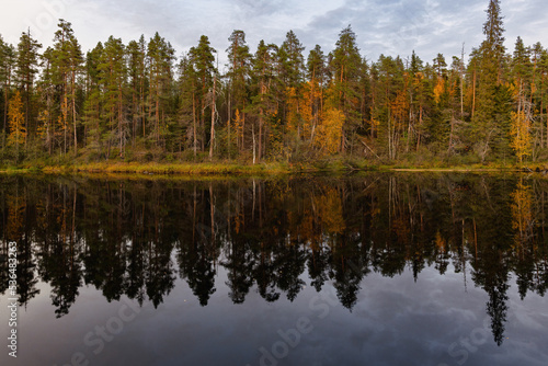 Autumn forest on the coast of Patoniva River, Oulanka National Park