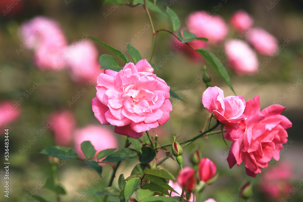 blooming romantic fresh colorful Roses,beautiful red with yellow Roses in full bloom in the garden 
