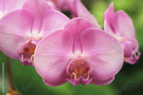 amazing view of blooming Phalaenopsis Moth orchid flowers close-up of beautiful purple with white Phalaenopsis flowers blooming in the garden