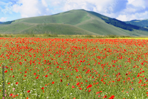 Blumenwiese, Blütezeit, im Frühsommer, im Piano Grande, Italien, Europa