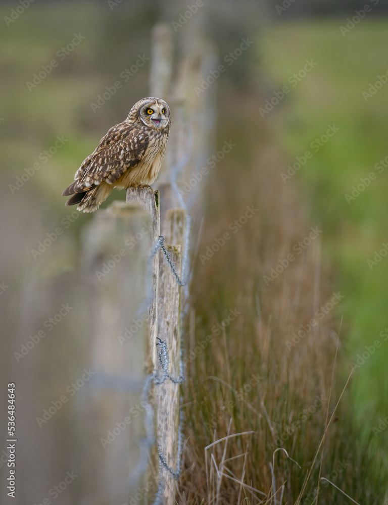 Owl sitting on fence post in wetlands with selective focus and narrow depth of field Owl sitting on fence post in wetlands with selective focus and narrow depth of field