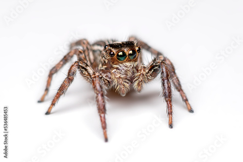 spider isolated on white.