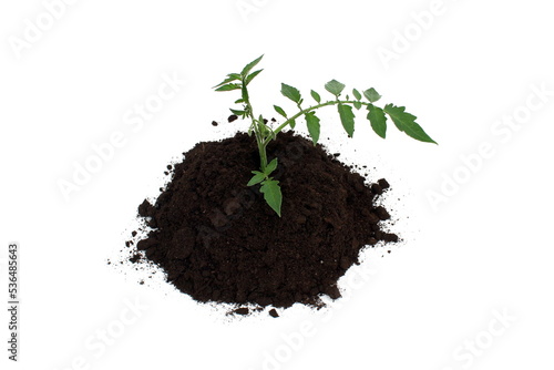 A small sprout begins to grow in a pile of soil.