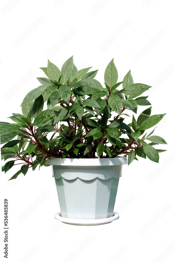 Obraz premium Indoor flower in a pot on a white background.