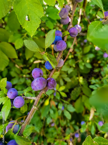 blueberries on a branch