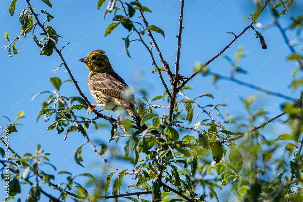 Sparrow on a branch. House sparrow (Passer domesticus) Sparrow on a branch. House sparrow (Passer domesticus)
