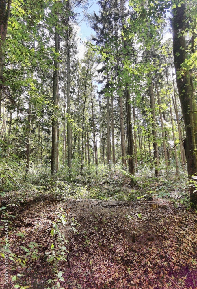 path in the forest