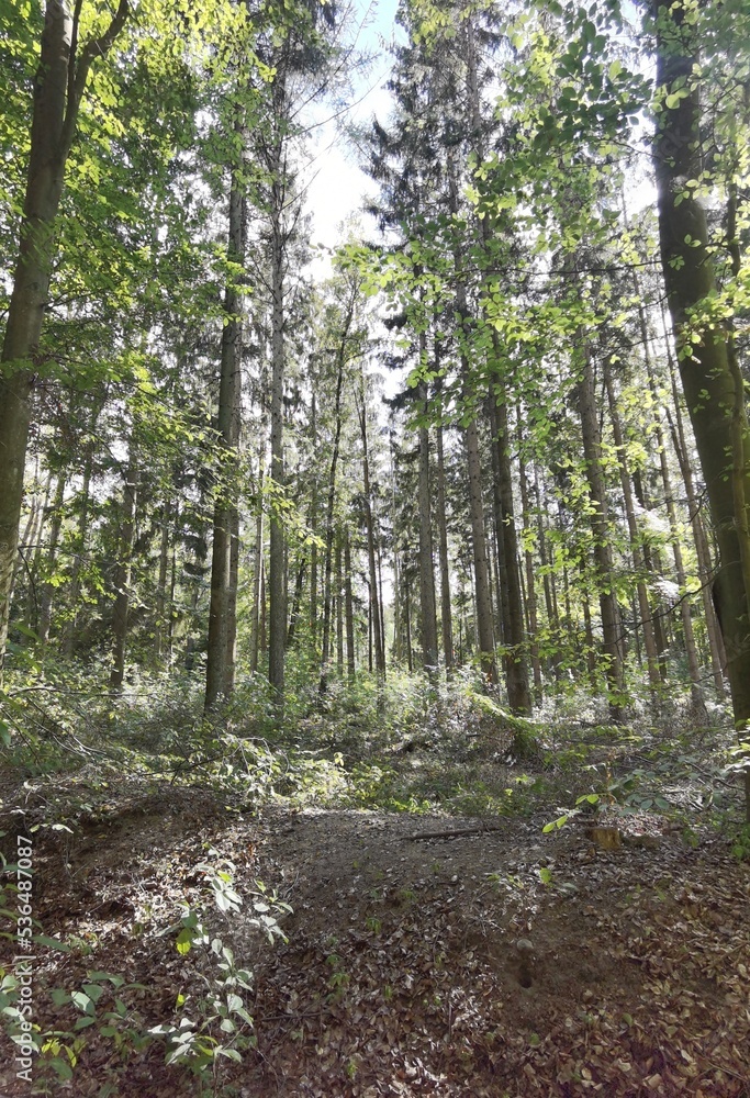 Obraz premium path in the forest