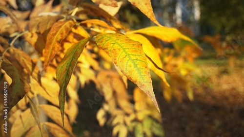 yellow leaves on a branch autumn