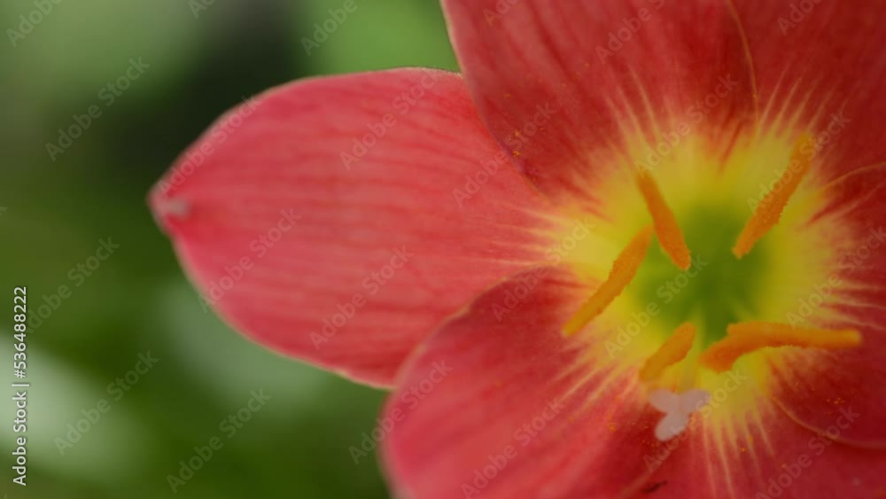 red and yellow flower in morning red and yellow flower in morning