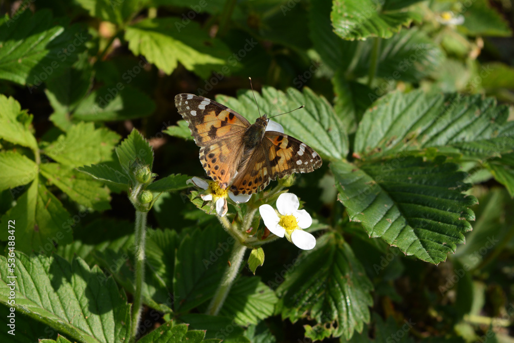 Butterfly Vanessa cardui on strawberry flower in spring. Butterfly Vanessa cardui on strawberry flower in spring.