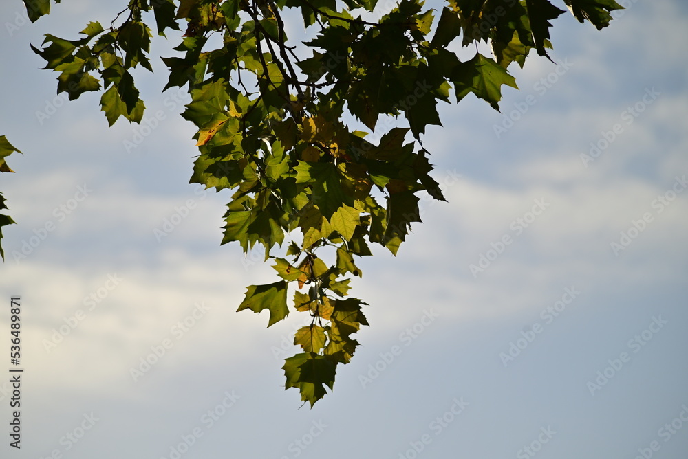 Branch from above against a morning sky with some clouds