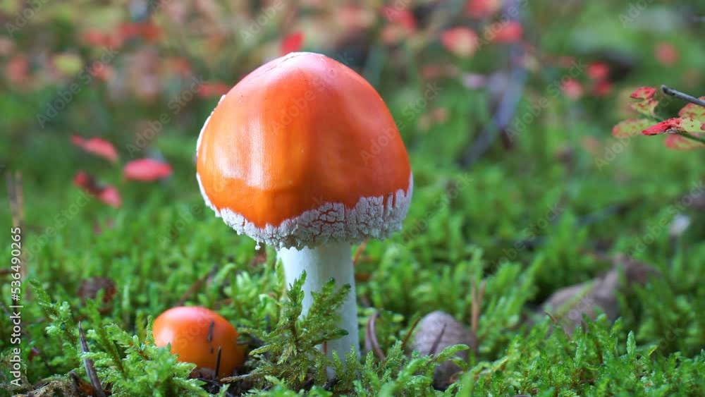 Red fly agaric in the moss in the autumn forest. Red fly agaric in the moss in the autumn forest.