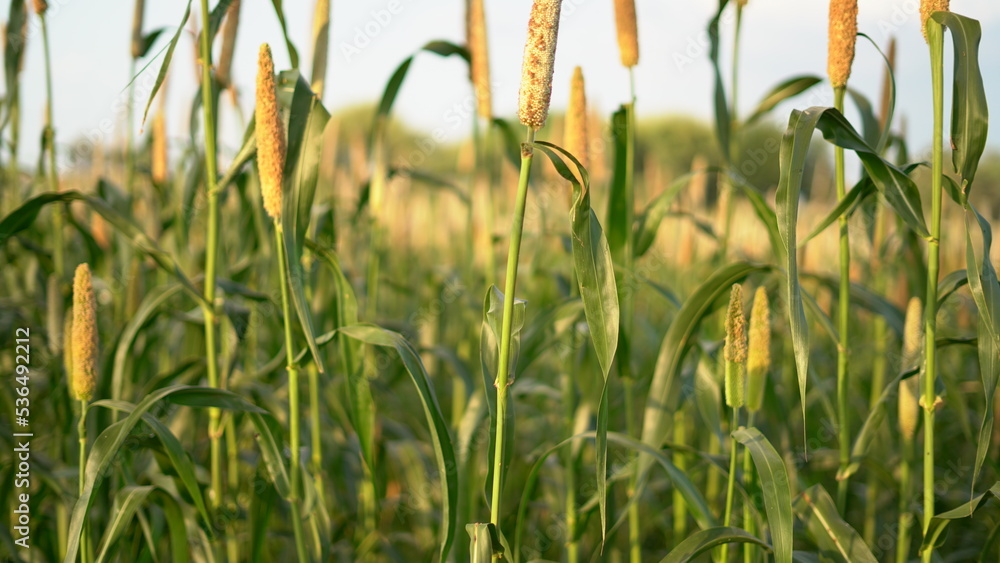 Fototapeta premium Flowering Bajara (Millet) crop field. Pearl Millet Field in Rajasthan India. The Crop is Know as Bajra or Bajri Agriculture