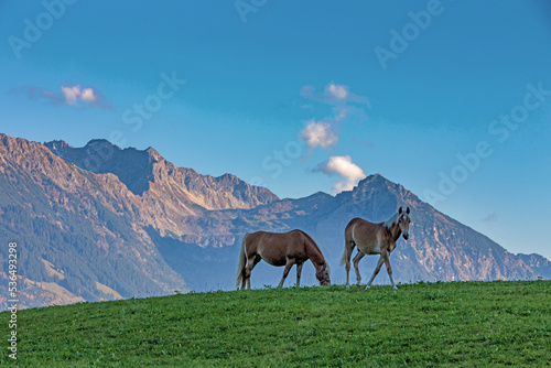 Haflinger vor Bergkulisse - Allgäu - Pferde - Berge
