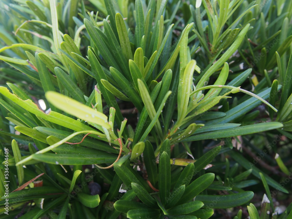 Obraz premium 青々とした緑の槙の葉の群生アップ