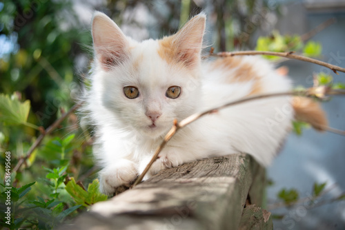 Fényképezés Kitten whose name is fluff
