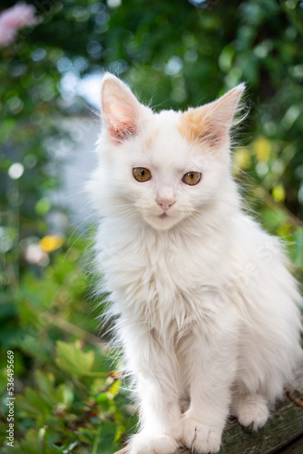 Vászonkép Kitten whose name is fluff