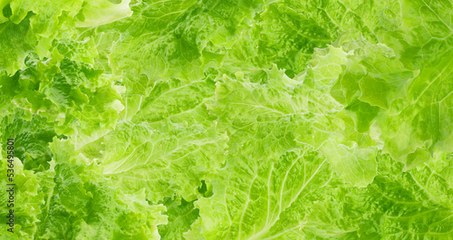 Canvastavla Green lettuce close-up