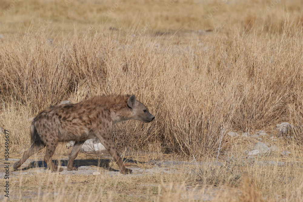 Spotted Hyaena (Crocuta crocuta) on the prowl in Etosha National Park, Namibia Spotted Hyaena (Crocuta crocuta) on the prowl in Etosha National Park, Namibia
