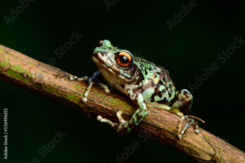 Kodaikanal bush frog