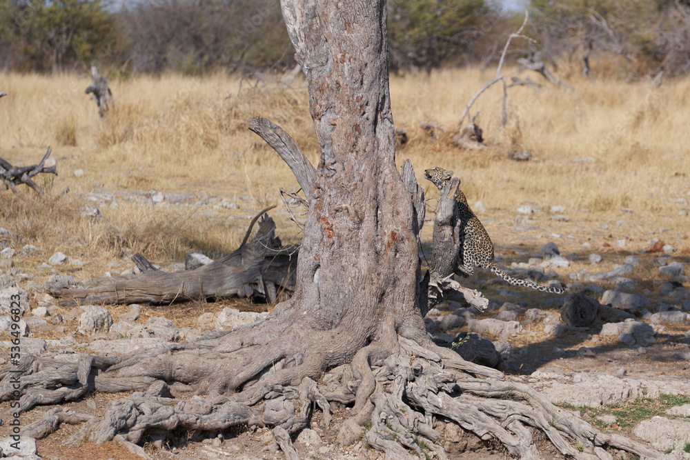 Leopard (Panthera pardus) leaping into a tree above a natural spring in Etosha National Park, Namibia. Leopard (Panthera pardus) leaping into a tree above a natural spring in Etosha National Park, Namibia.