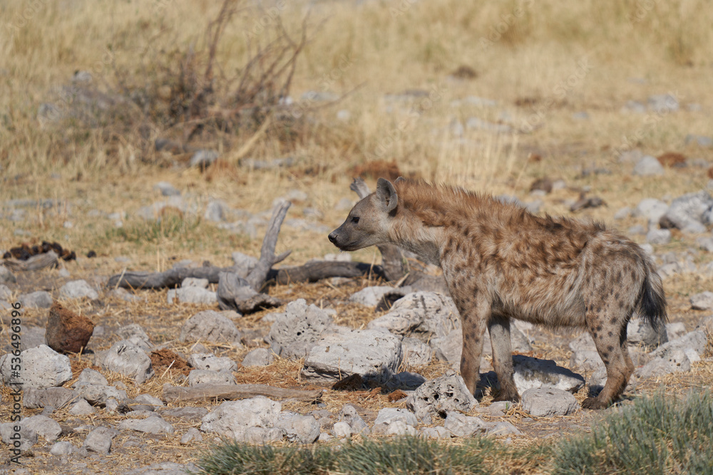 Obraz premium Spotted Hyaena (Crocuta crocuta) on the prowl in Etosha National Park, Namibia