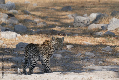 Leopard  Panthera pardus  walking towards a natural spring in Etosha National Park  Namibia. 