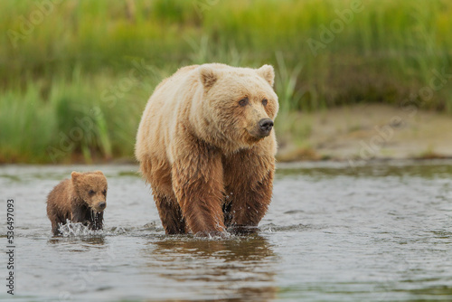 brown bear in water