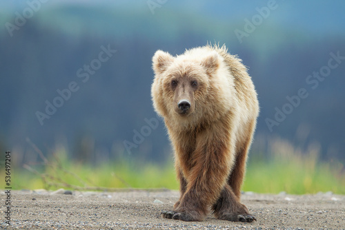 brown bear cub