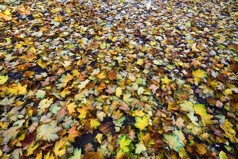 yellow fallen leaves abstract background, calendar golden fall yellow fallen leaves abstract background, calendar golden fall