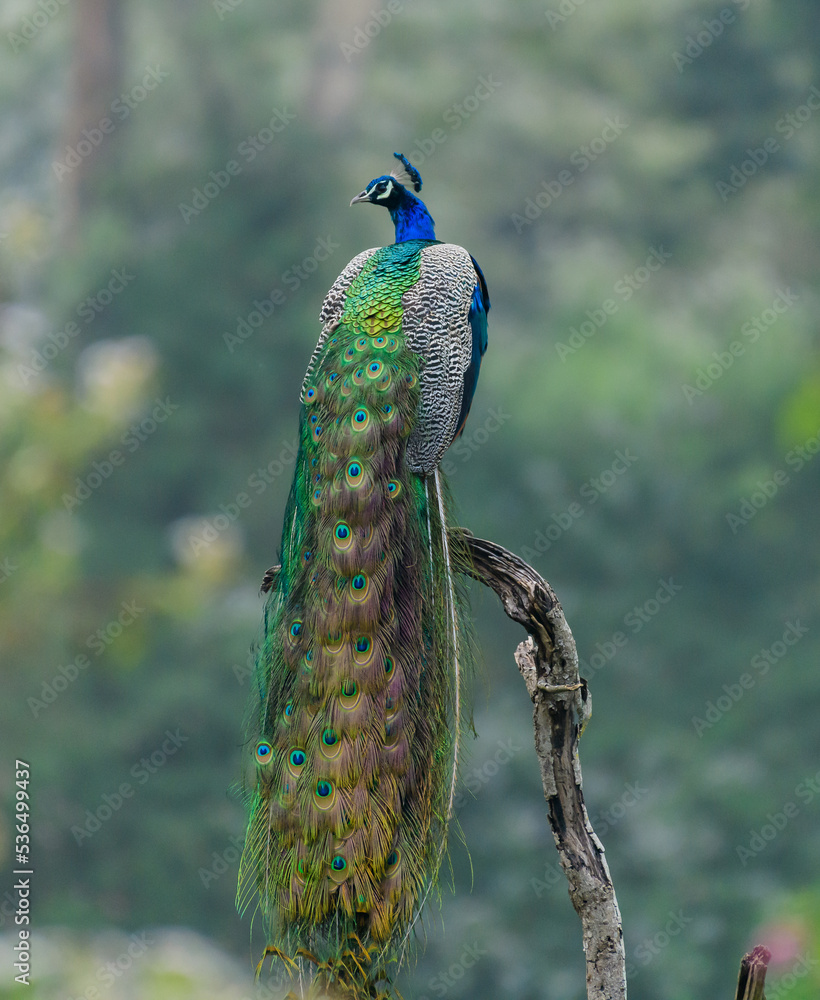 Obraz premium peacock with feathers
