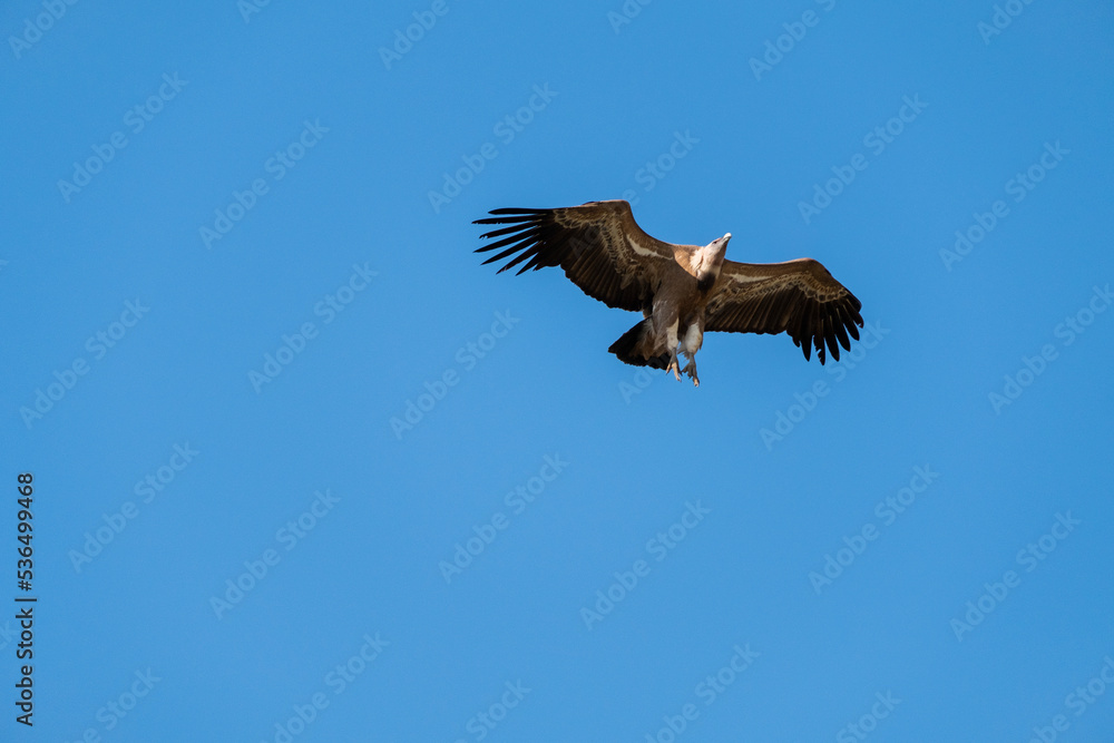 Griffon Vulture (Gyps fulvus) in flight in Monfrague National Park, Extremadura, Spain. Griffon Vulture (Gyps fulvus) in flight in Monfrague National Park, Extremadura, Spain.