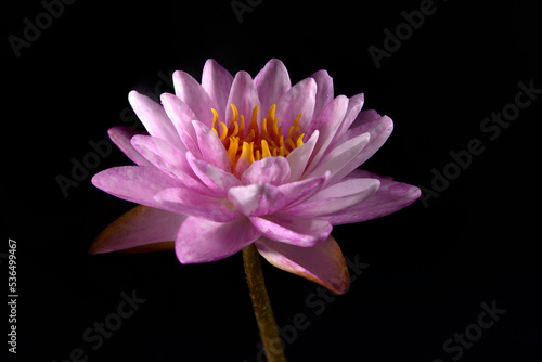 A beautiful Pink lotus flower isolated on black background.