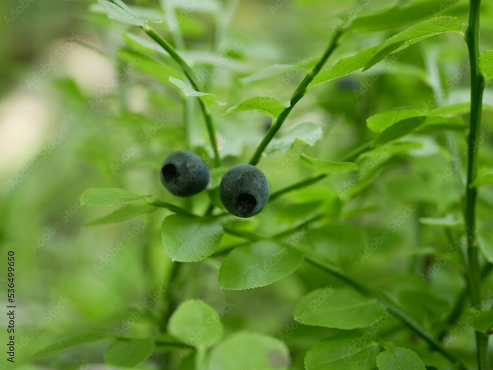 Ripe blueberries on a branch among the foliage on a bush in a coniferous forest. Harvest of vitamin-containing berries in a shady forest. Ready-to-eat vegetarian food. Ripe blueberries on a branch among the foliage on a bush in a coniferous forest. Harvest of vitamin-containing berries in a shady forest. Ready-to-eat vegetarian food.