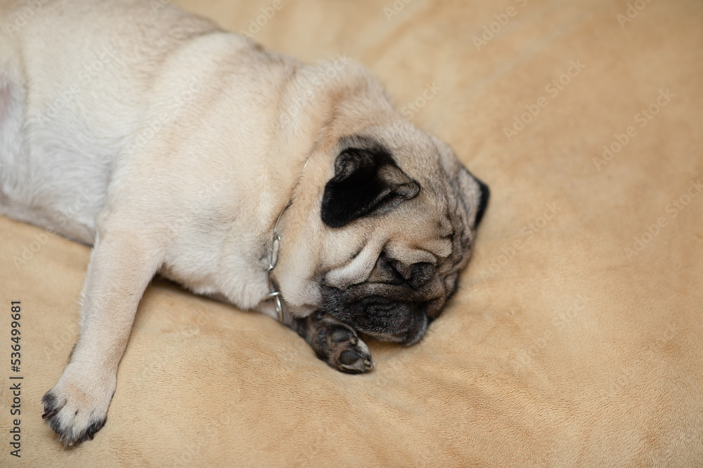 Sleep dog close eyes lying relax on dog bed comfort and calm. Cute pug sleep deep breathing and resting with funny face. Adorable Sleep dog Concept. Purebred dog pug breed