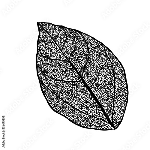 Tree leaf skeletonized monochrome. Vector illustration