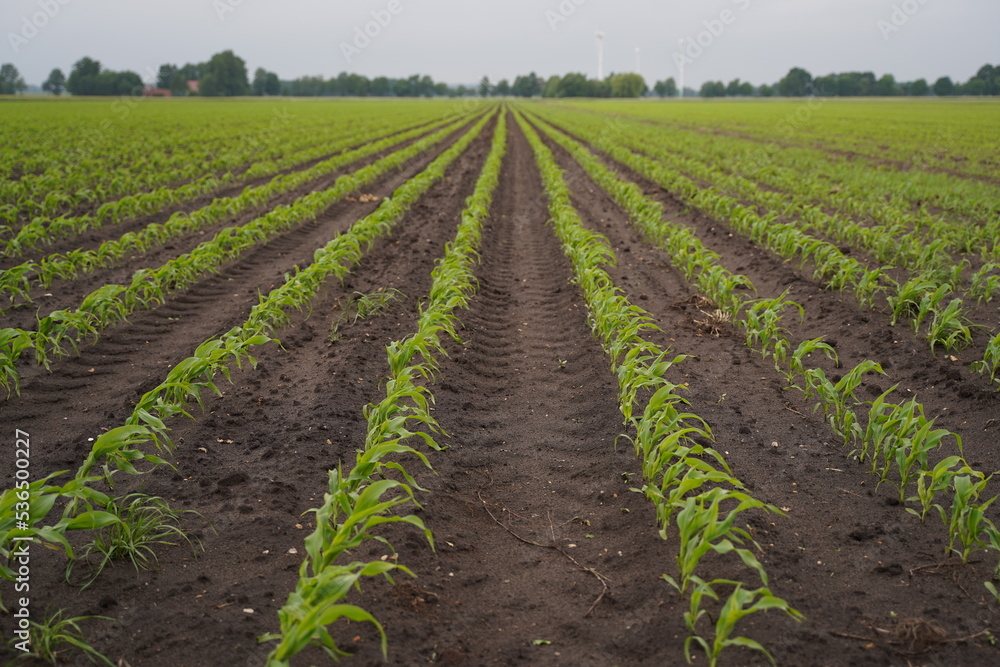 Long rows of young corn in a field