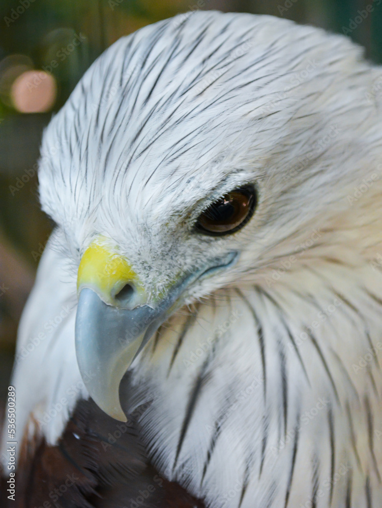 Fototapeta premium Hawks in cages zoo, caged animals