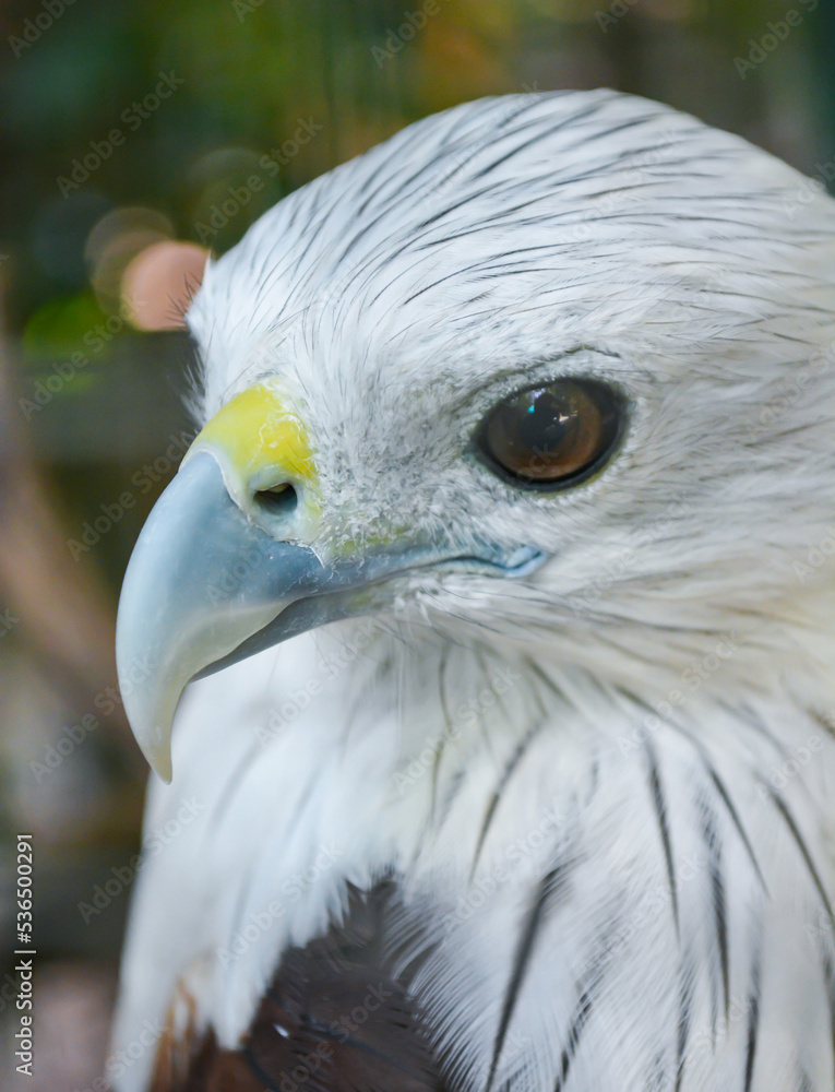Hawks in cages zoo, caged animals Hawks in cages zoo, caged animals