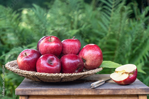 Ripe red apples in a basket on a wooden bench in the garden, front view