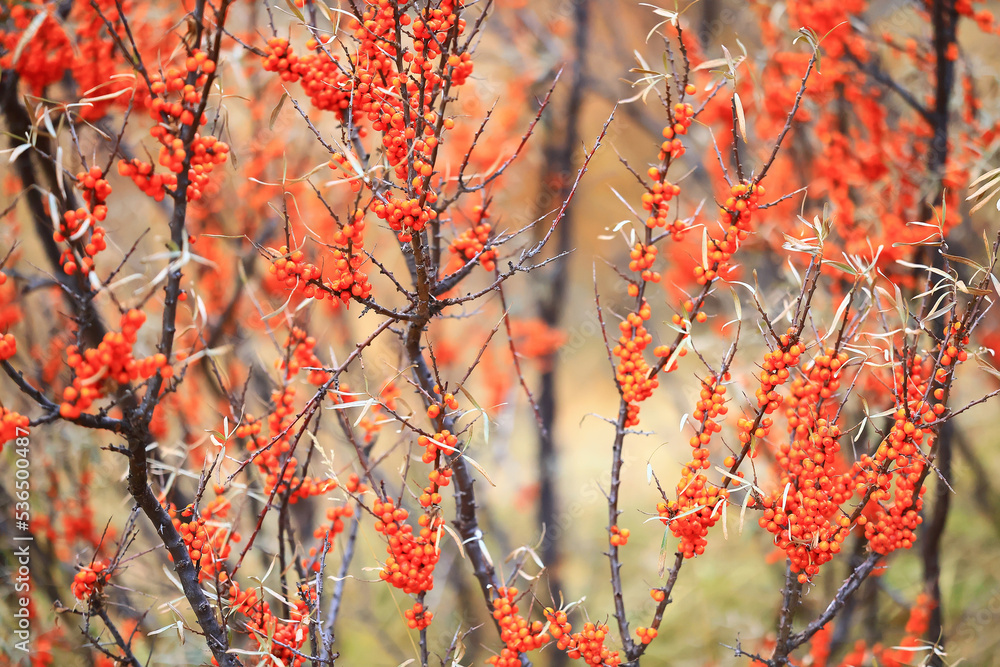 sea buckthorn ripe berries on bushes, medicine vitamin c antioxidant nutrition sea buckthorn ripe berries on bushes, medicine vitamin c antioxidant nutrition