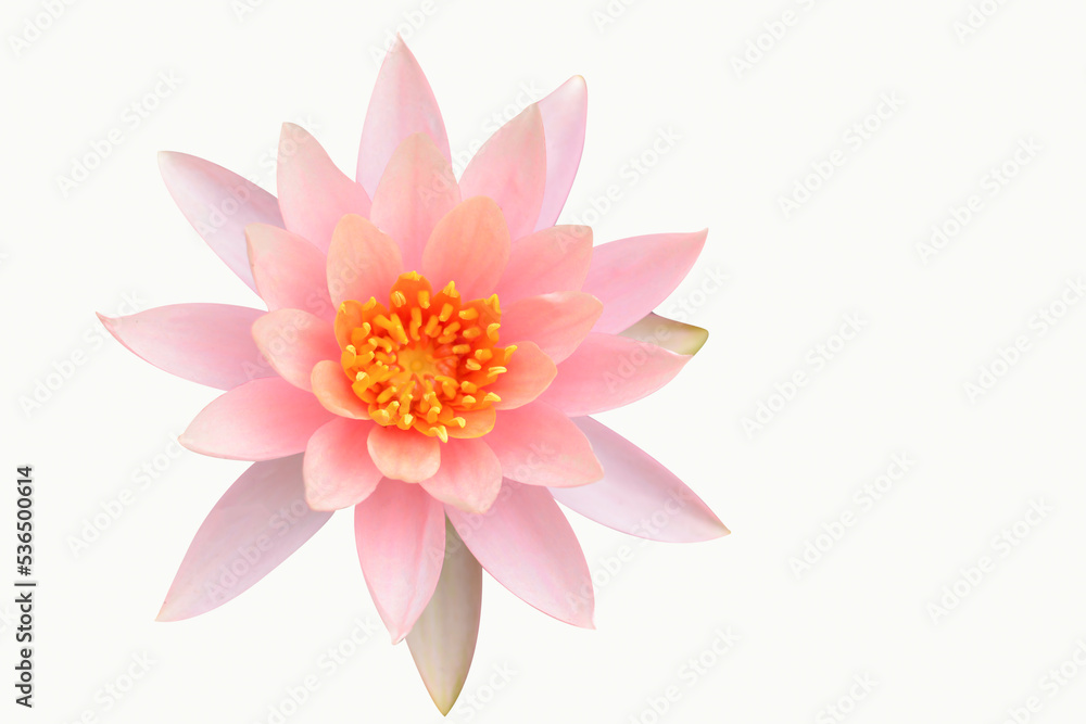 Lotus flower isolated on a white background