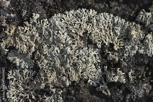 lichen moss texture background, nature abstract old stone photo