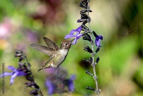 Anna's hummingbird flying near the blossoming salvia guaranitica flower photo