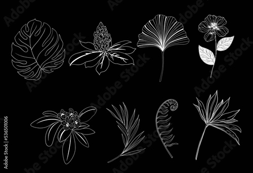 Shadow illustration of leaves and flowers isolated on white background